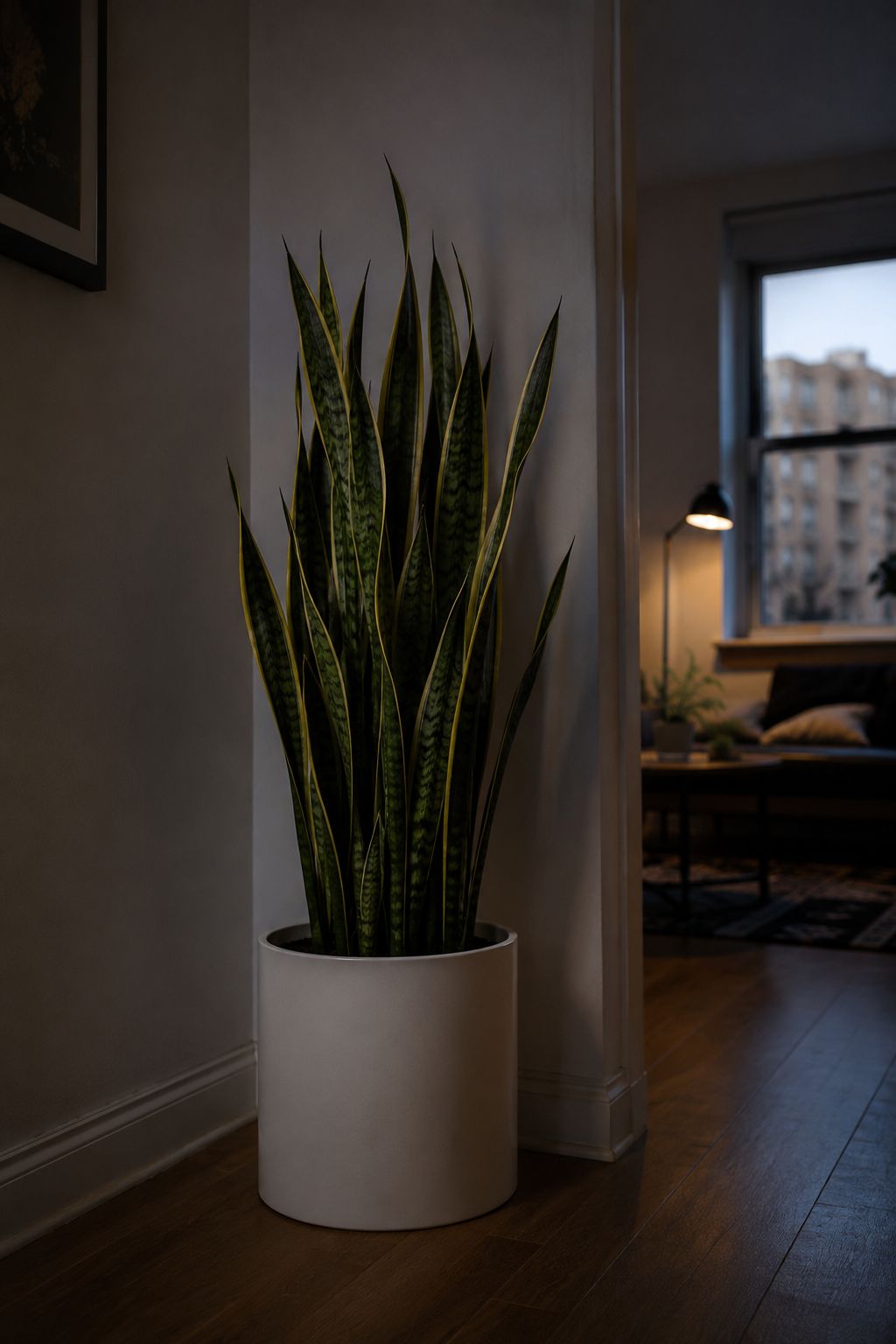 A tall snake plant with upright sword-like leaves in dark green and yellow edges in a white ceramic pot standing in a dim apartment corner, soft ambient light, minimal interior, lifestyle photography