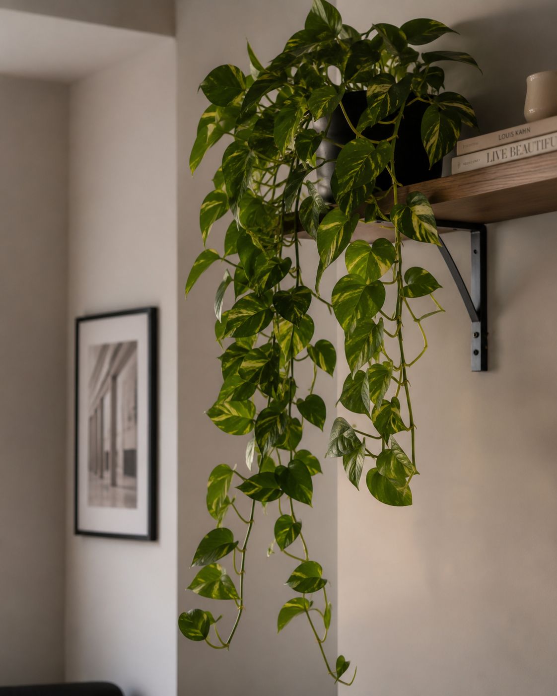 A pothos plant with long trailing vines of heart-shaped green and yellow-streaked leaves cascading from a high shelf in a bright but indirect-lit apartment room, warm light, lifestyle photography