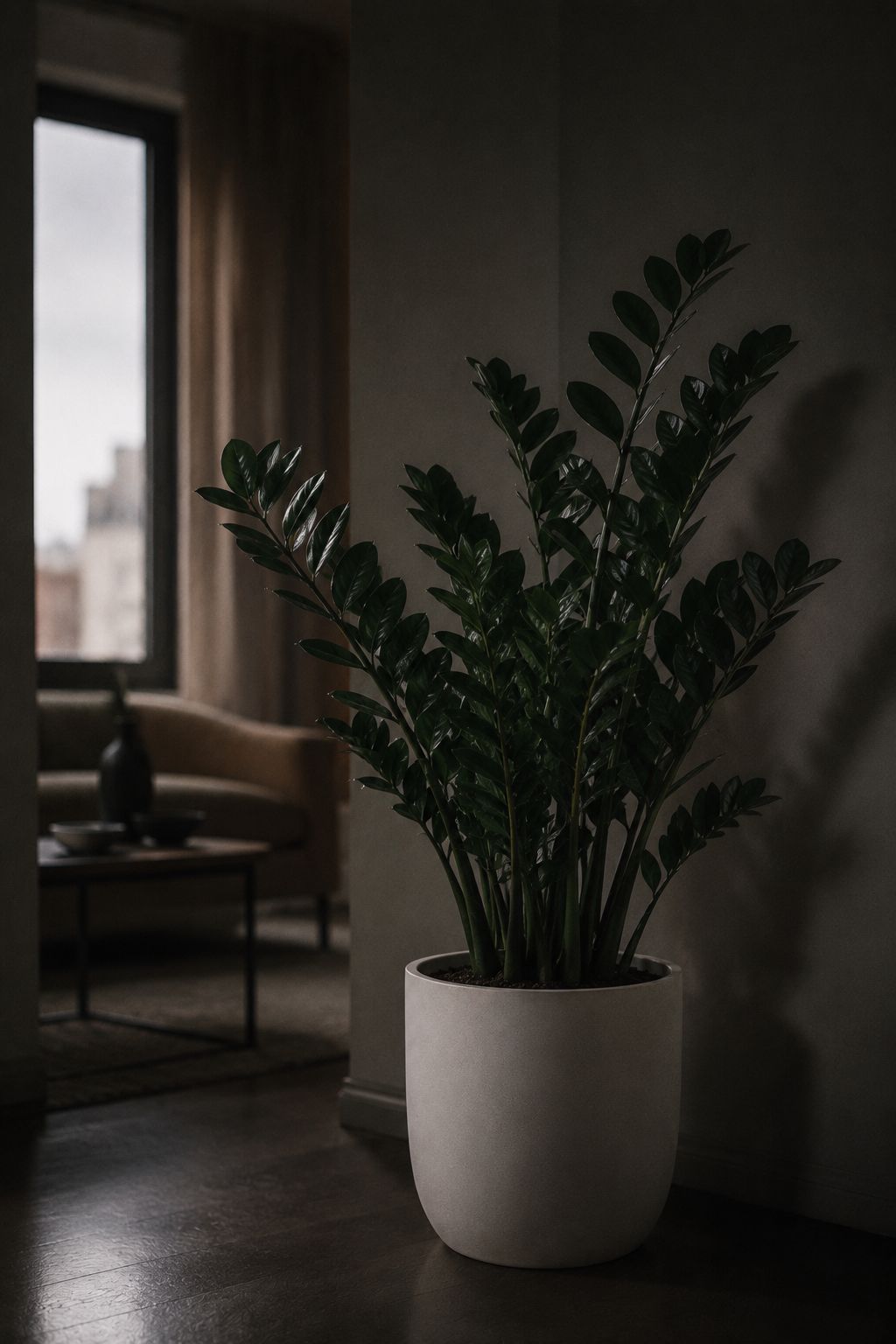 A ZZ plant with multiple upright arching stems of perfectly paired glossy deep green oval leaves in a matte white ceramic pot sitting in a dim apartment corner, soft ambient indoor light, minimal modern interior, lifestyle photography