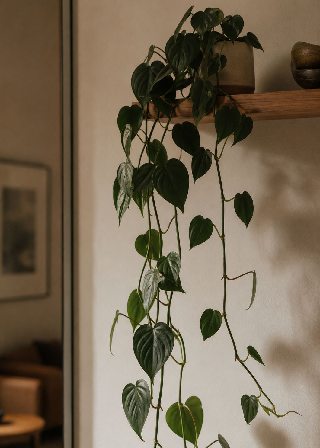 A heartleaf philodendron with long trailing vines of soft dark green heart-shaped leaves cascading naturally from a wooden shelf, warm ambient indoor light, white wall background, minimal apartment interior, lifestyle photography