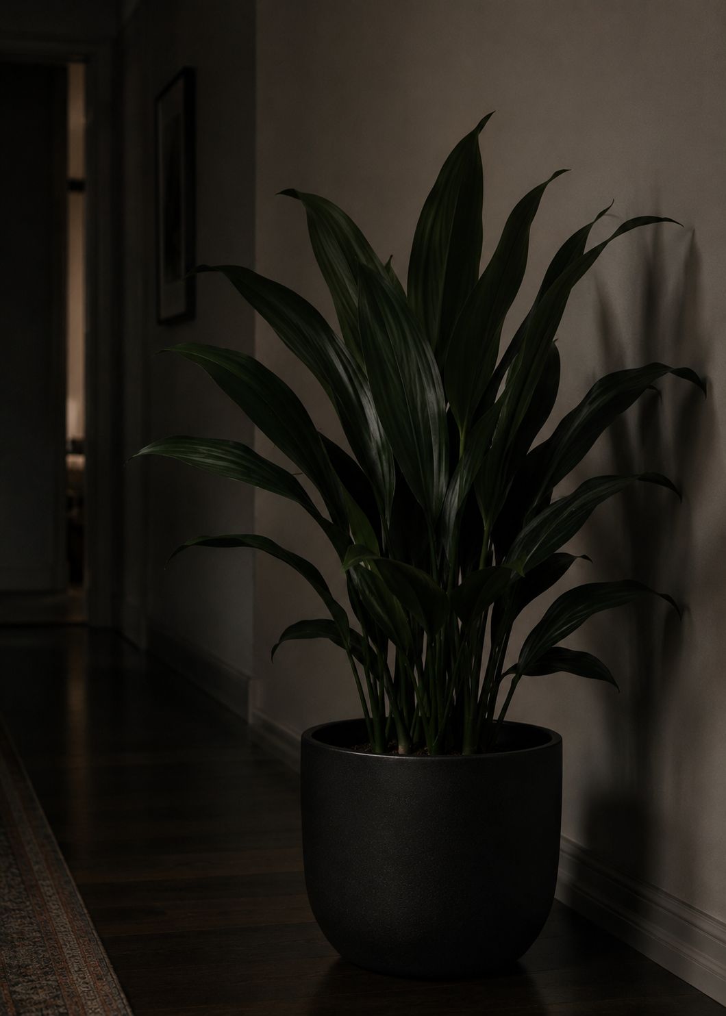 A cast iron plant with long deep dark green strap-like leaves in a dark matte ceramic pot placed in a dim apartment hallway with very little natural light, the plant healthy and structural despite low light, documentary lifestyle photography
