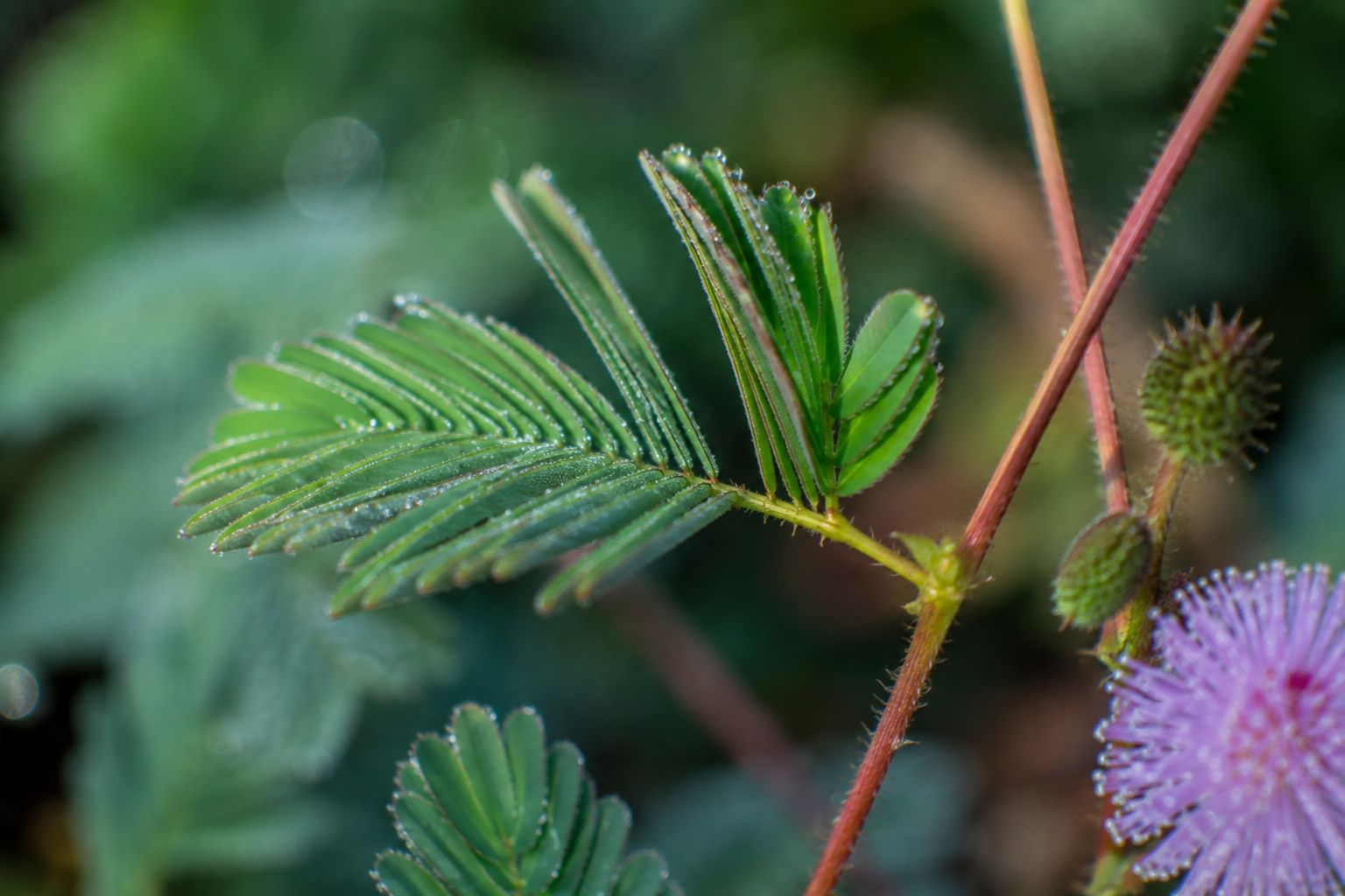 Can Plants Actually Sense the World Around Them?