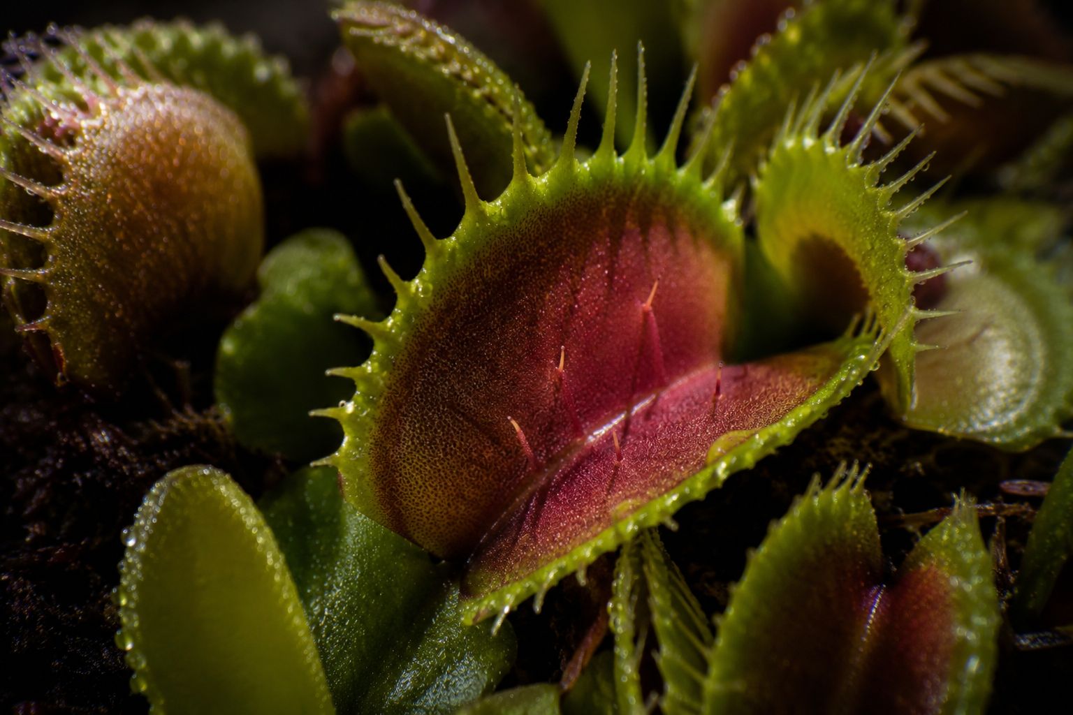 Close-up macro photograph of a Venus flytrap with its trigger hairs visible inside an open trap, dramatic side lighting, dew on the leaves, scientific botanical photography