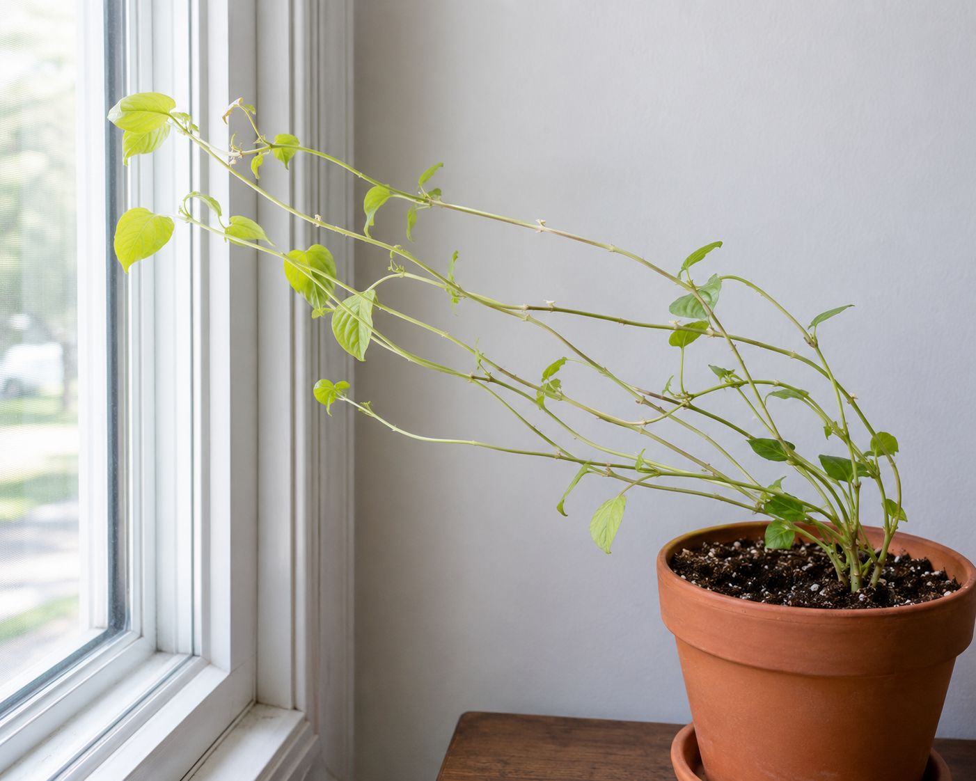 Leggy Plant — Stretched stems leaning hard toward a window