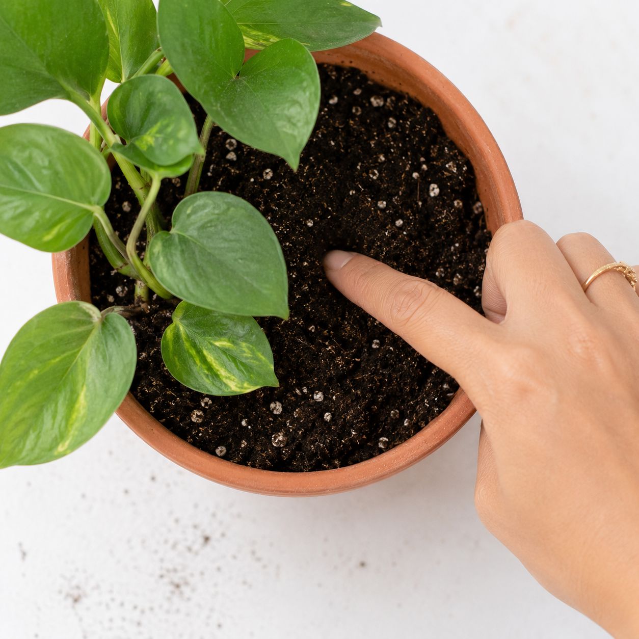 Finger-in-soil moisture test — the single most practical action