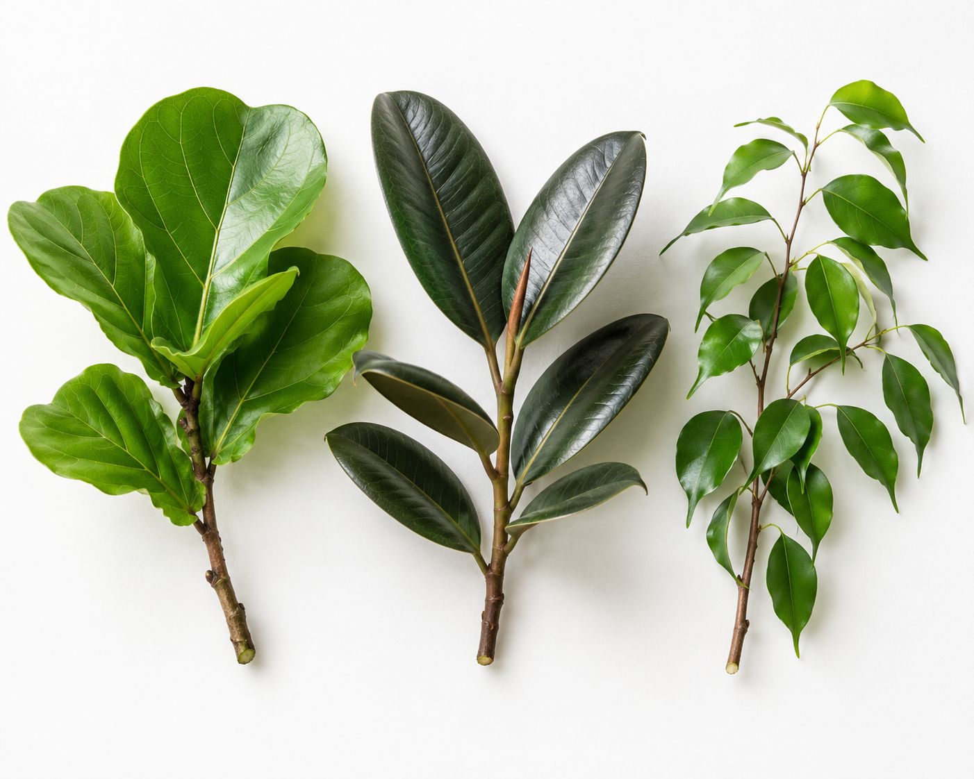 Ficus cuttings ready to plant