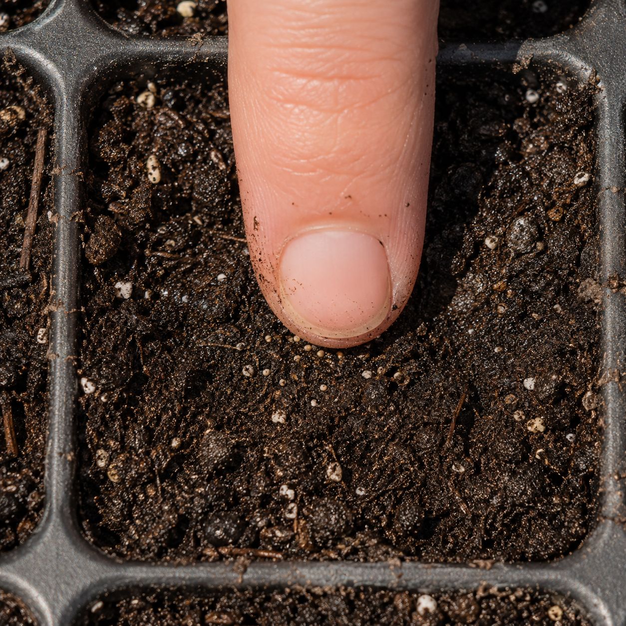 Chamomile seeds being scattered on soil surface