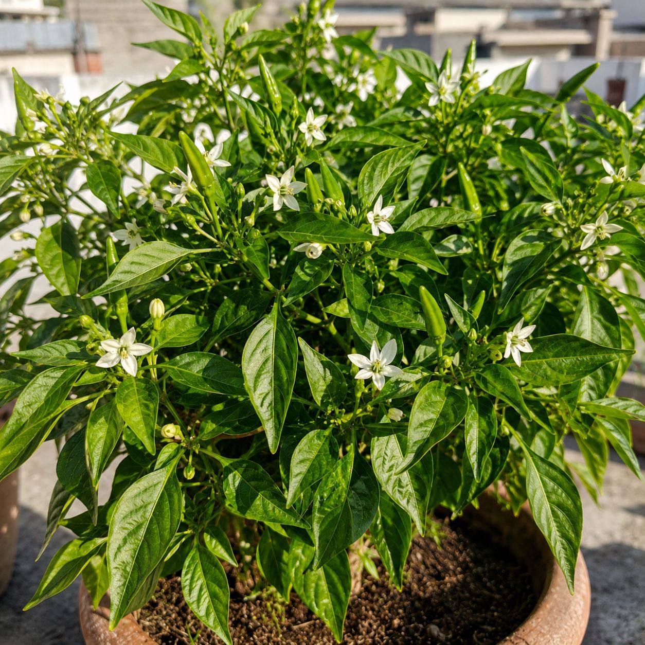 Healthy bushy green chilli plant with dark green leaves showing multiple white star-shaped flowers and small developing chilli fruits on a sunny Pakistani rooftop
