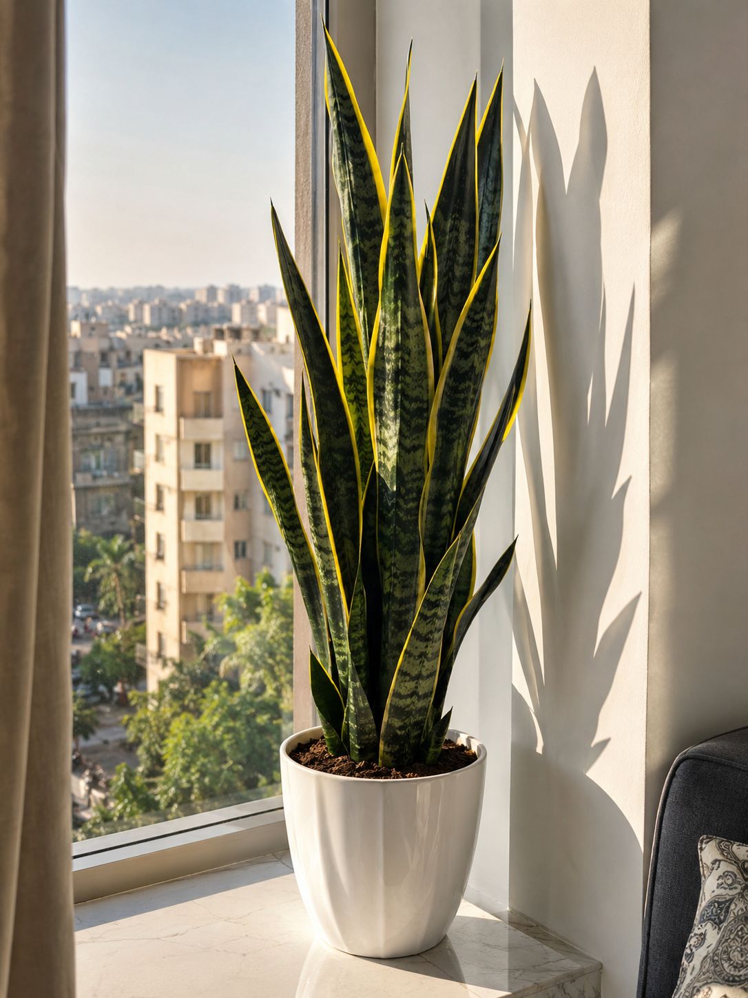 How to Grow Snake Plant Indoors — The Plant That Thrives on Neglect