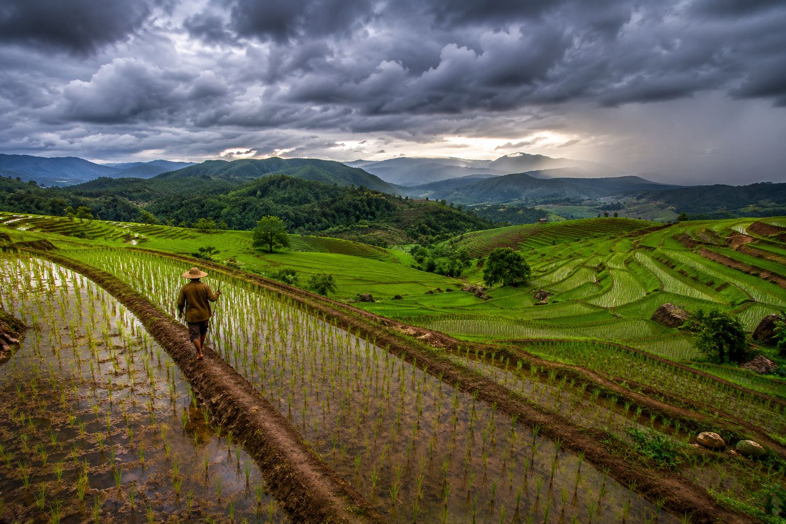 When to Plant in South Asia β Pakistan, North India, South India, Bangladesh & Sri Lanka