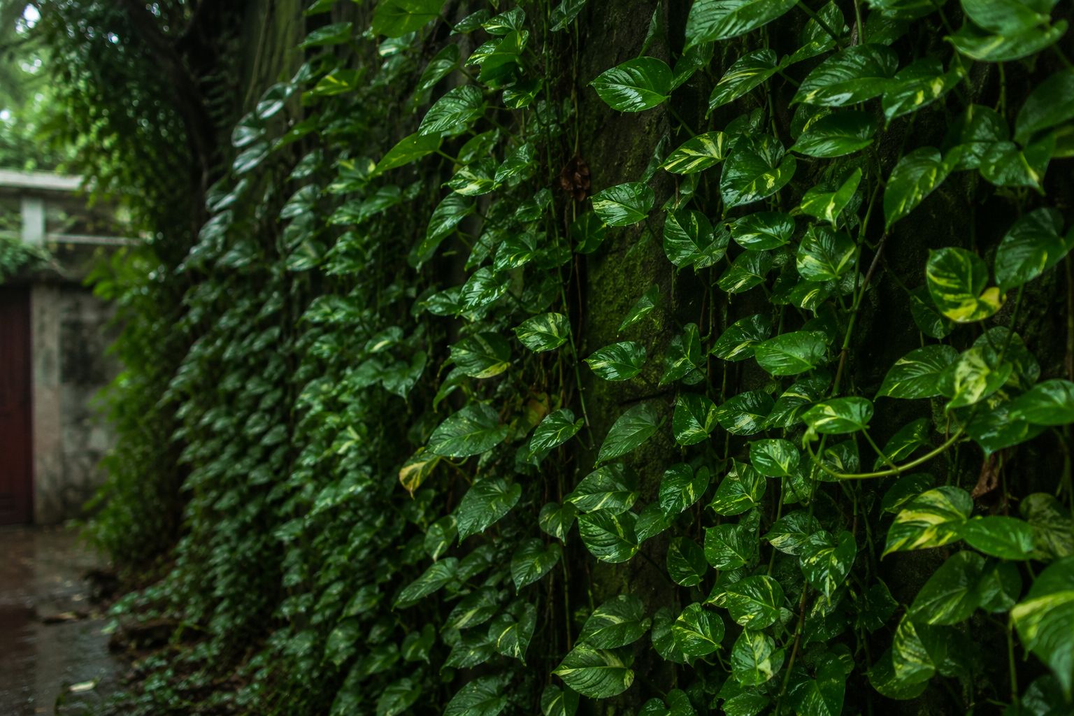 Money Plant (Pothos) with large glossy leaves climbing a shaded outdoor wall