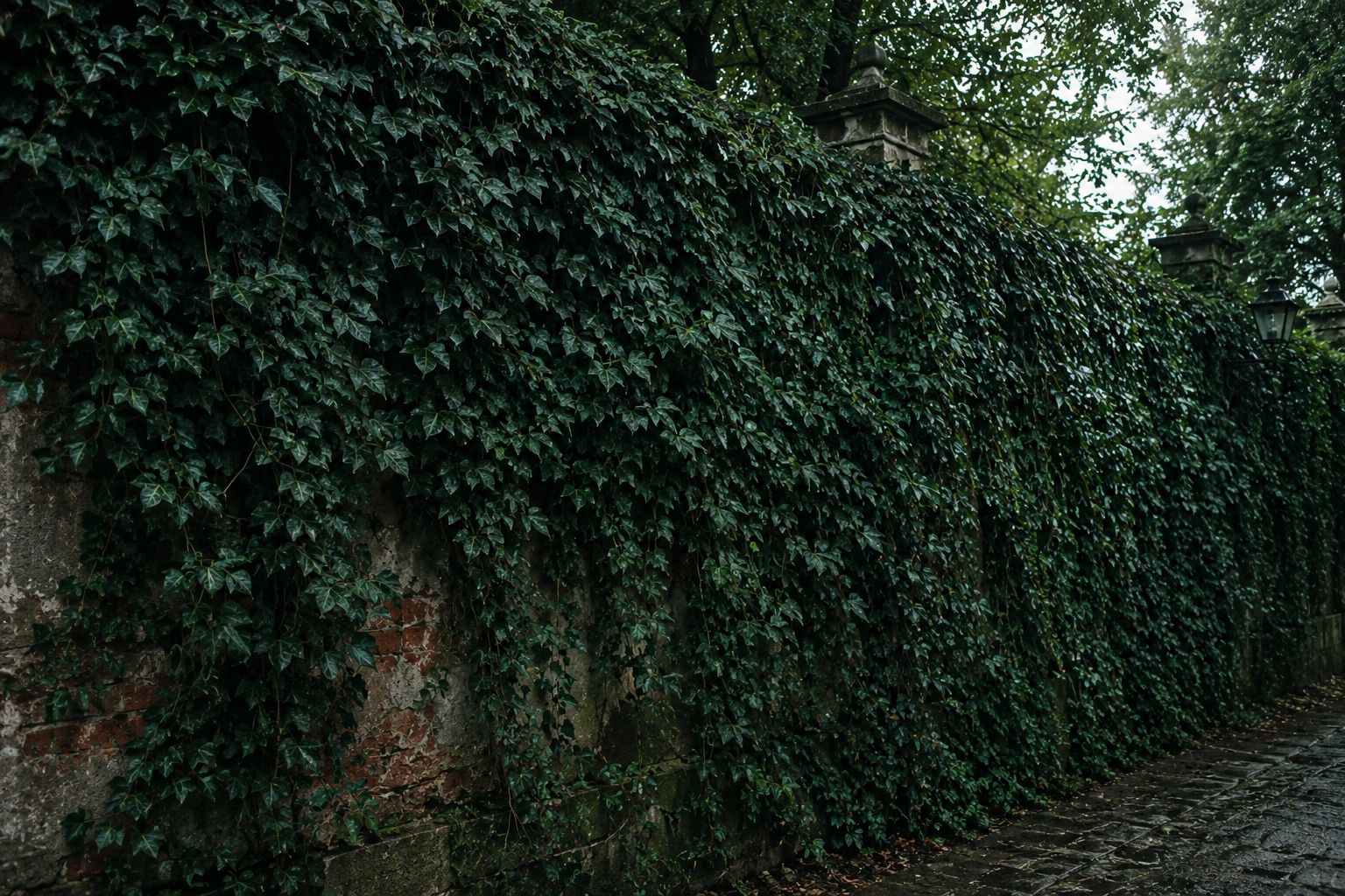 English Ivy densely covering an old brick wall in moody overcast light