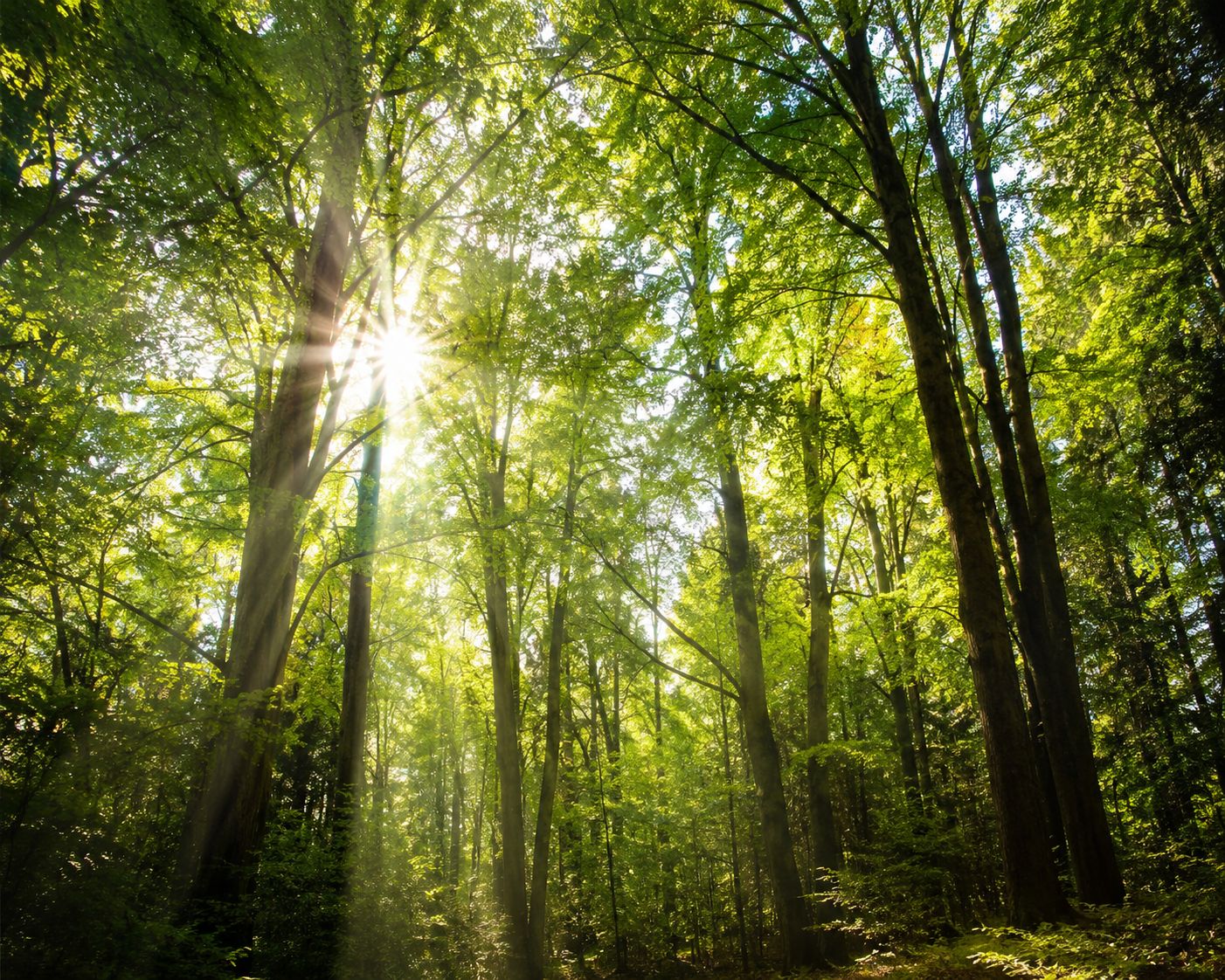 Plants Are Talking to Each Other — And We Only Just Learned How to Listen