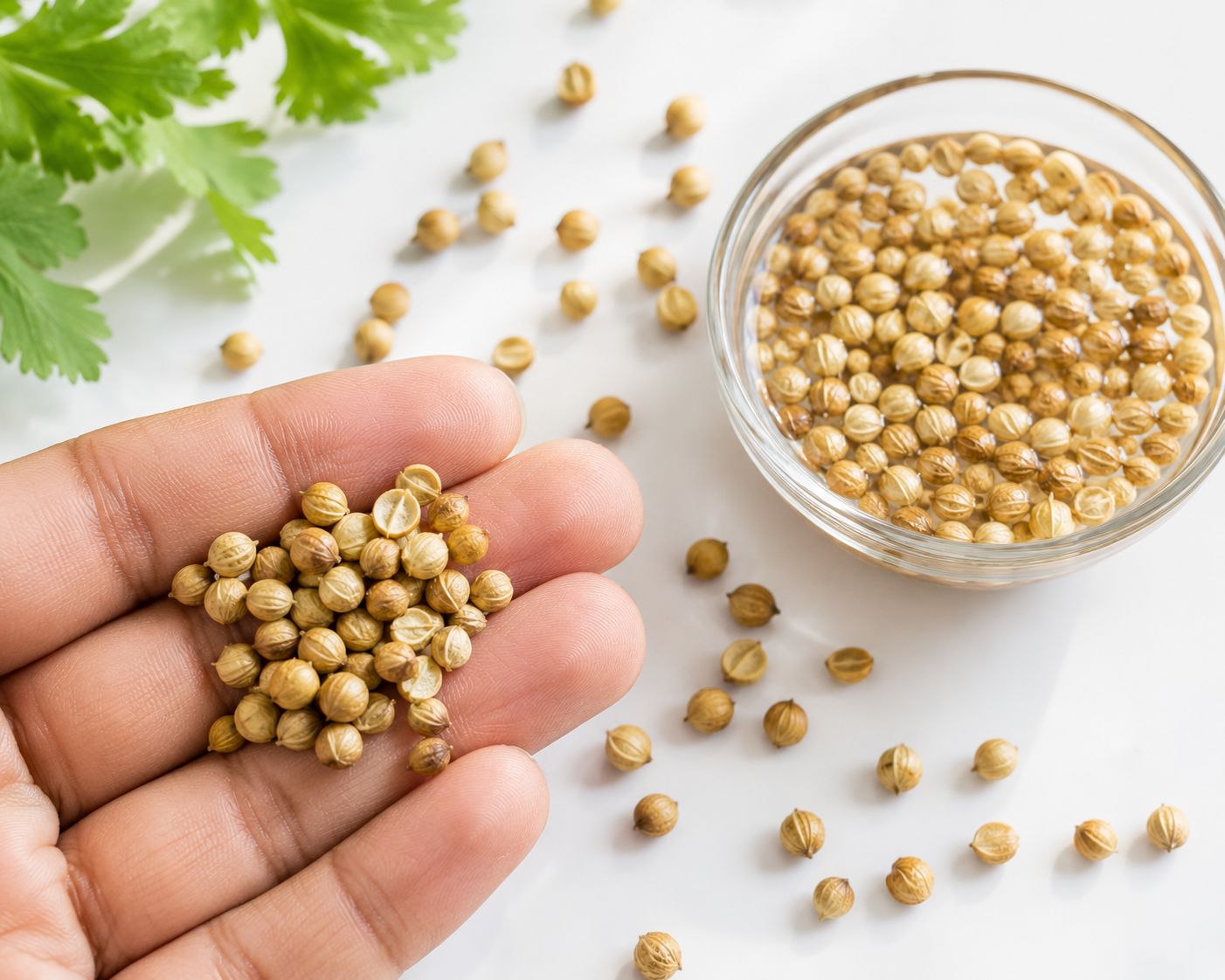 Close-up of round dhaniya seeds being split gently between fingers on a white surface, half crushed and half whole, bright natural light, top-down lifestyle photography