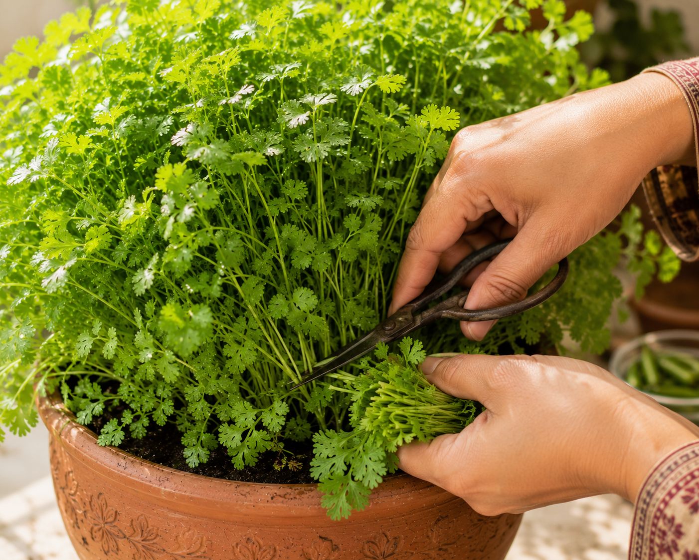 Hands snipping fresh coriander leaves and stalks at the base from a dense, lush green pot of dhaniya, scissors in hand, bright morning light, close-up lifestyle photography
