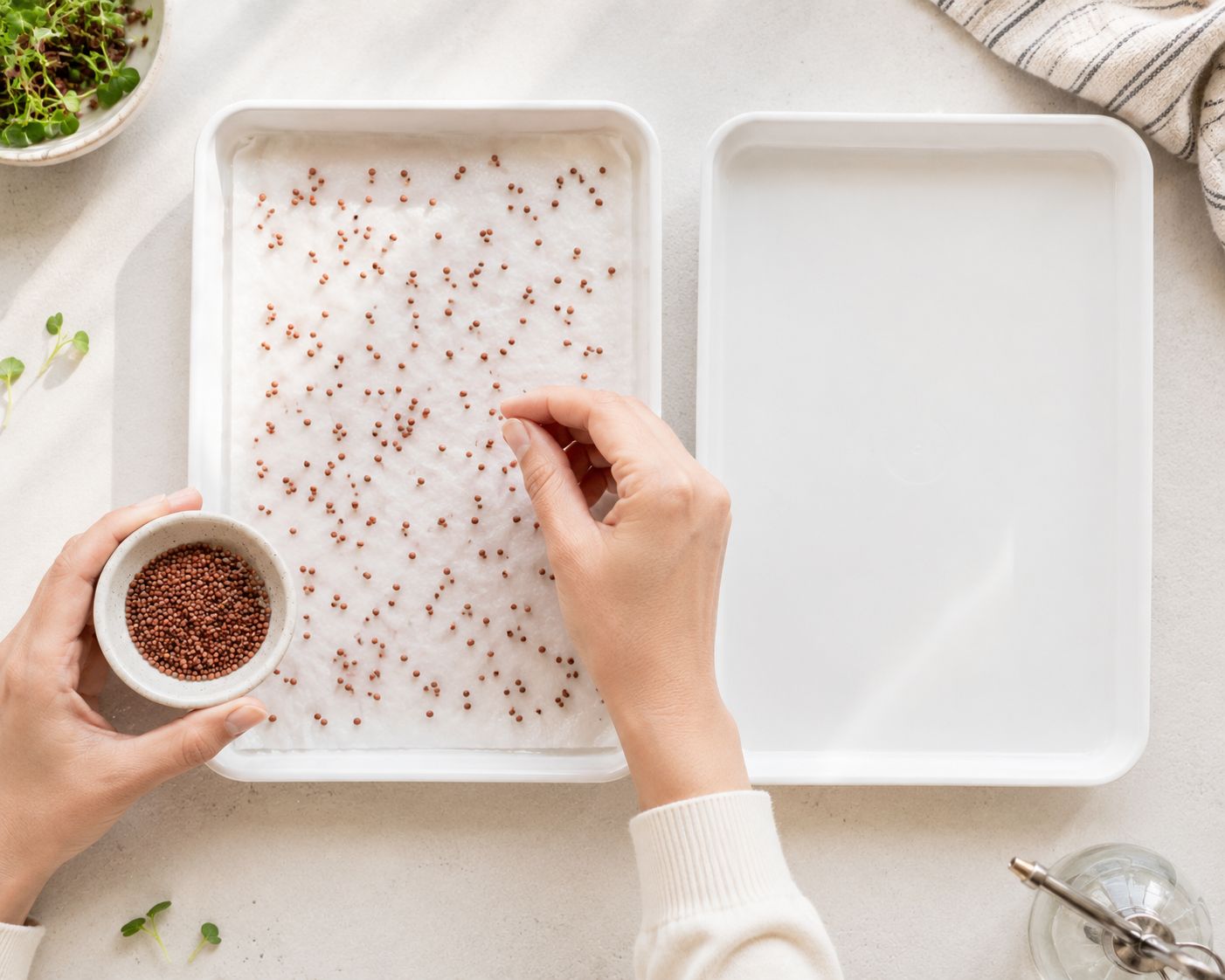 Microgreen tray set up with paper towel base and seeds scattered