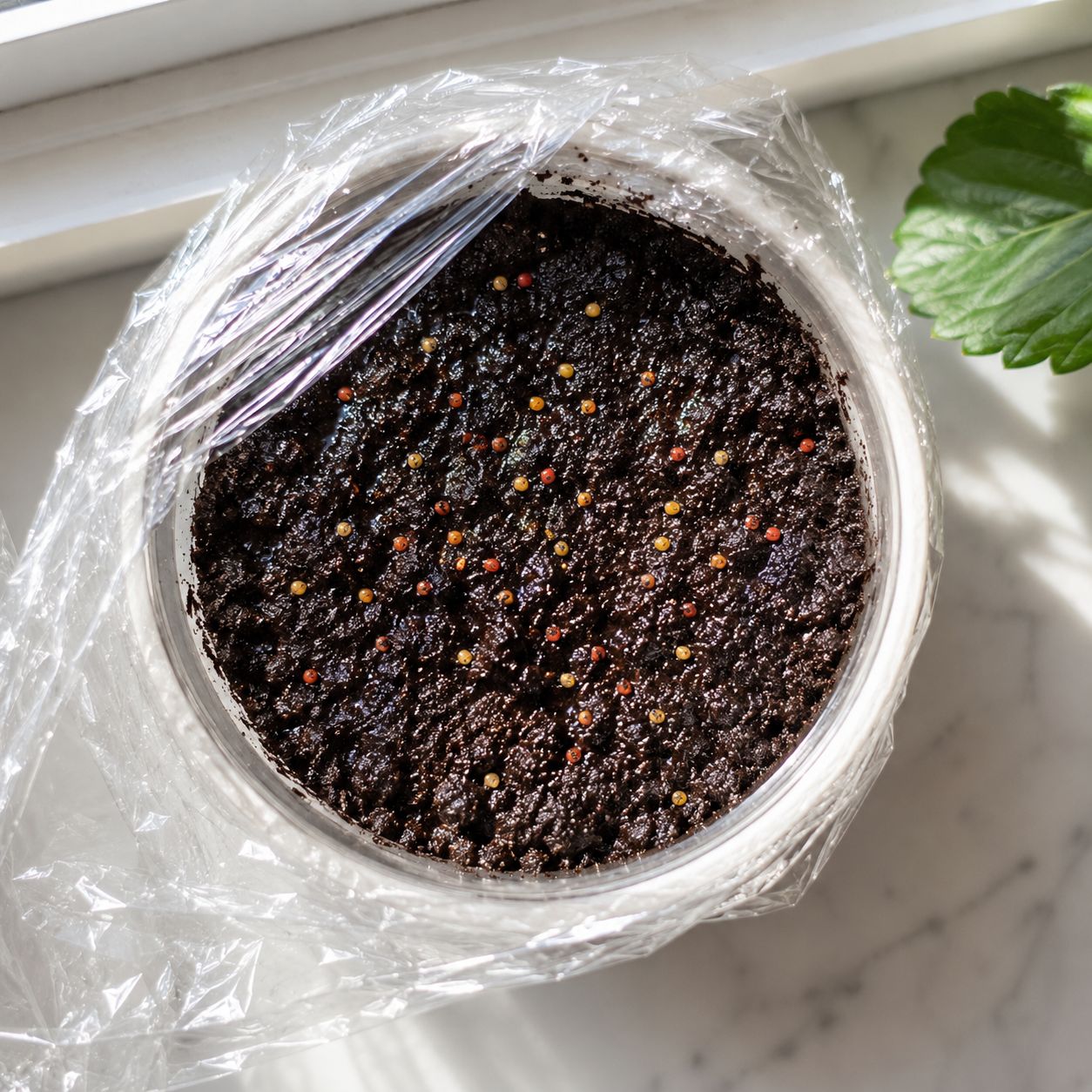 Strawberry seeds planted in pot