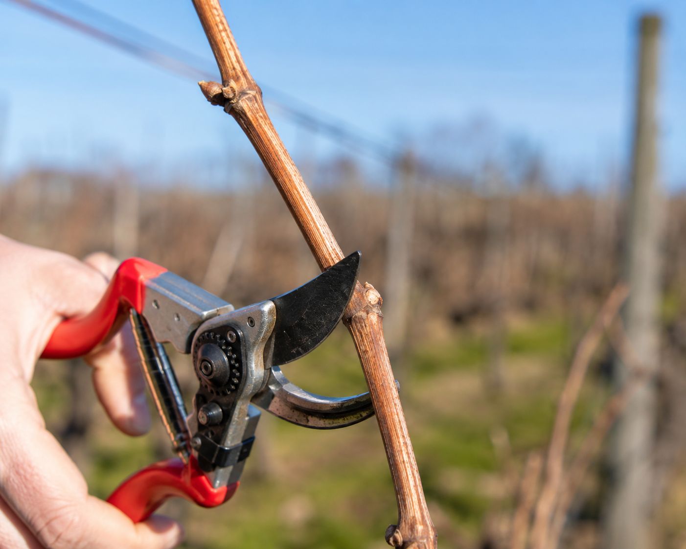Close-up of a hand holding bypass pruning shears making a clean angled cut on a dormant grapevine cane in late winter, the cut section showing 3–4 nodes visible along a pencil-thick brown woody stem, bright natural light, outdoor lifestyle photography