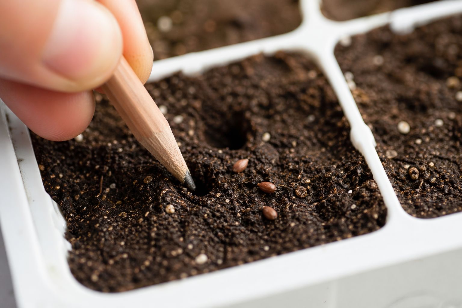 Macro close-up of a hand using a pencil to make a small hole in dark, moist seed-starting mix inside a white plastic seed tray
