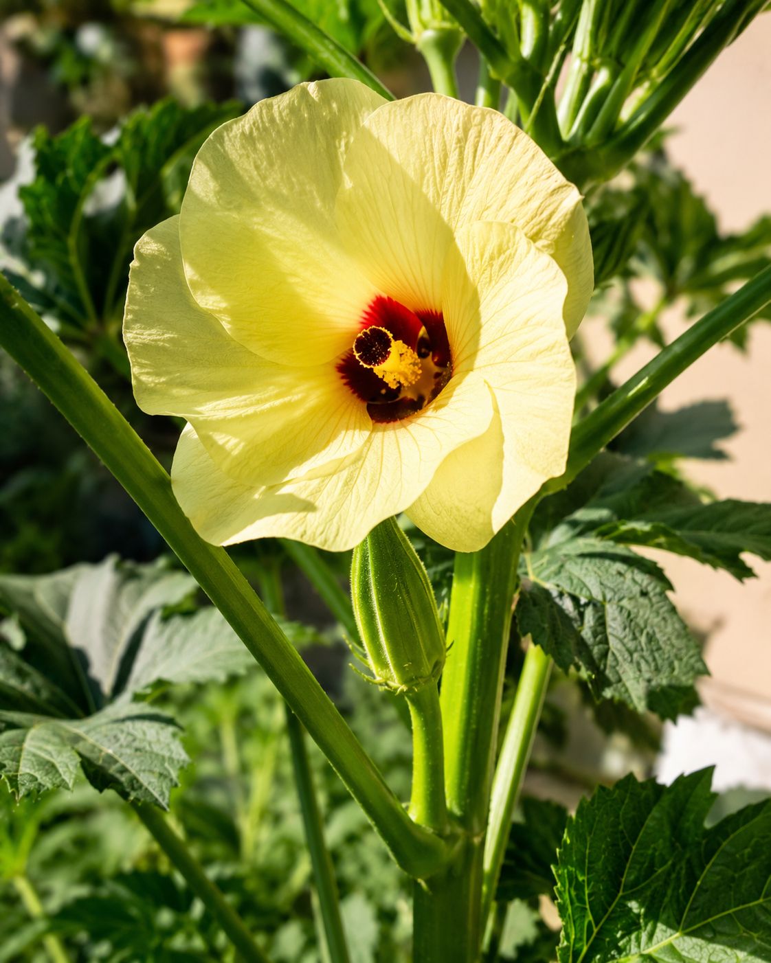 Beautiful large yellow hibiscus-like okra flower fully open on the plant, with a small developing pod visible forming just behind it, bright summer sun, close-up lifestyle photography