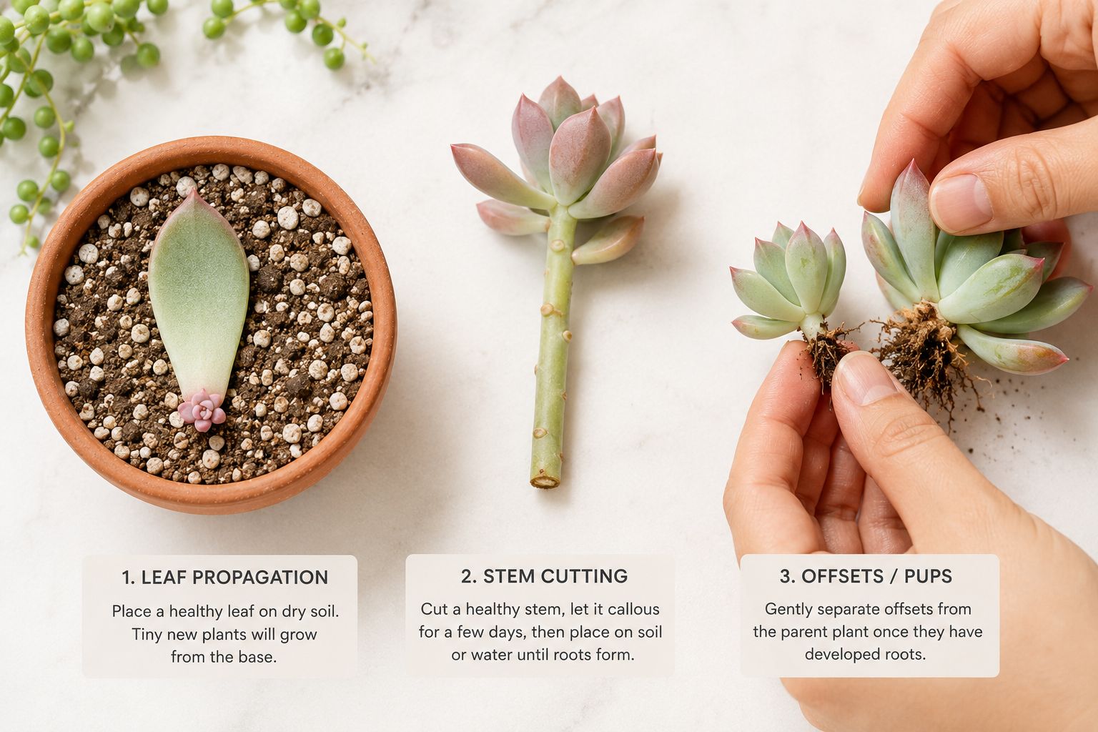 Three propagation methods shown — a single echeveria leaf laid flat on dry cactus soil with a small pink offset just emerging from the base; a stem cutting with calloused end being inserted into soil; and a cluster of offsets being gently separated from a parent jade plant, bright natural light, clean white surface, educational lifestyle photography