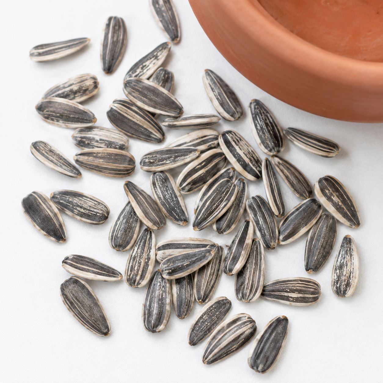 Sunflower seeds and pot ready to plant