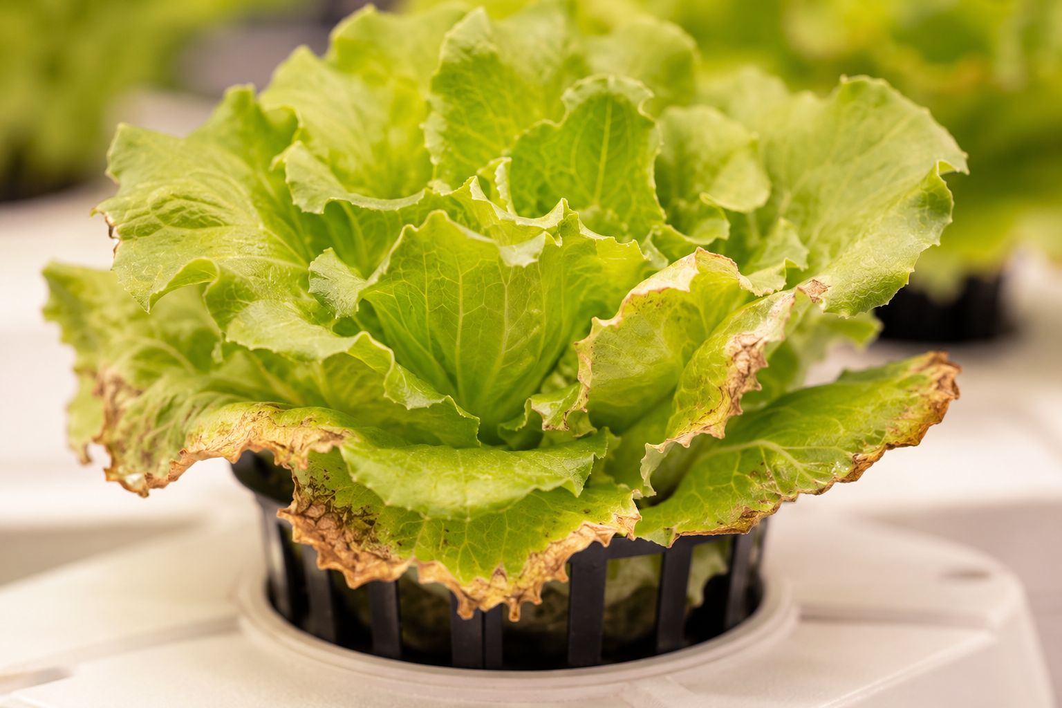 Close-up of slightly browned, crispy leaf edges on an otherwise healthy hydroponic lettuce plant growing in a net pot, clinical but warm lighting, educational close-up photography