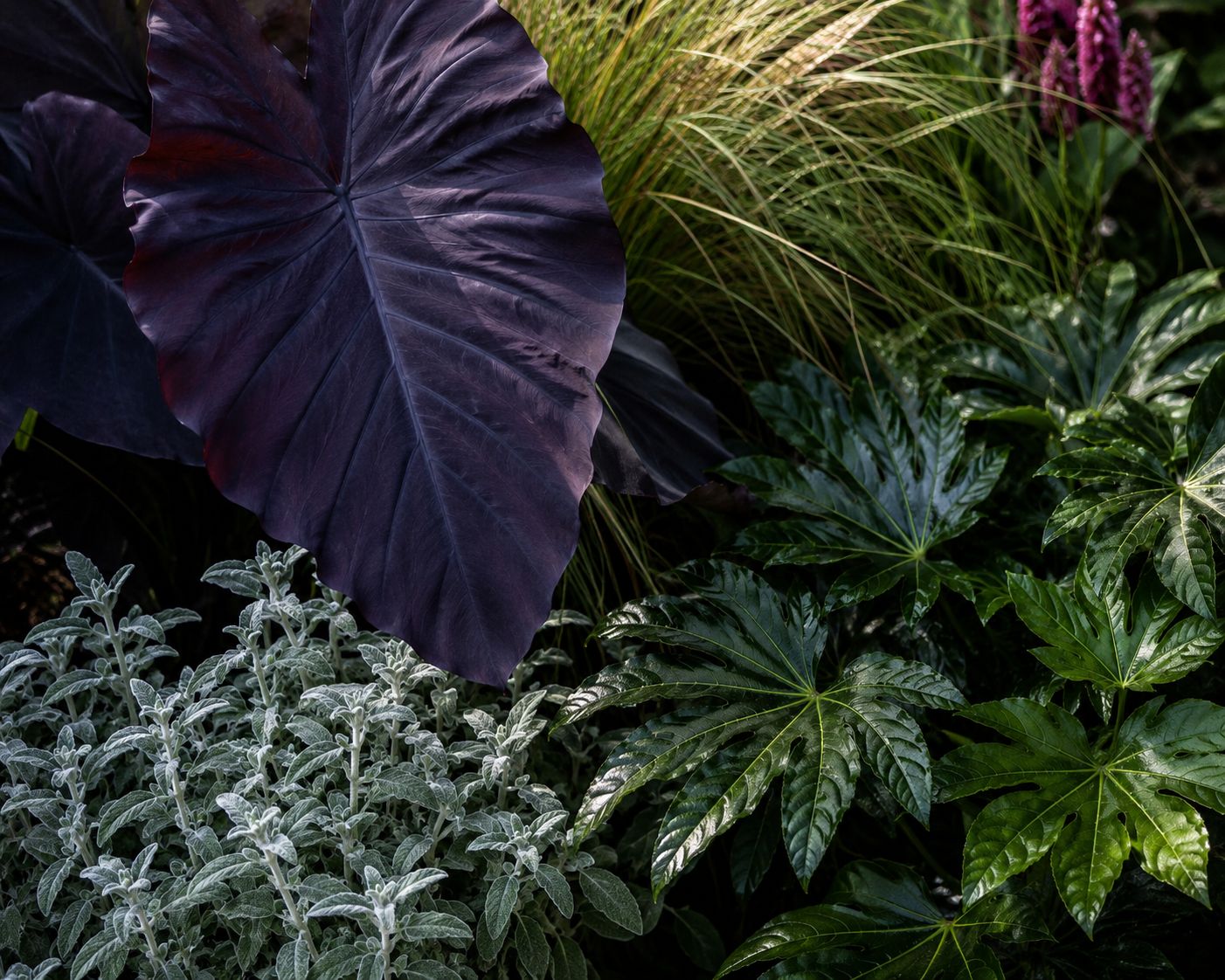 Close-up of contrasting bold foliage — dark elephant ear leaves next to silver Stachys, glossy Fatsia next to feathery Miscanthus