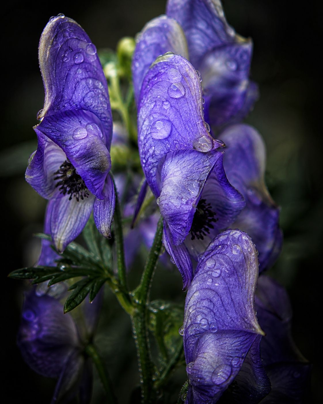 Nature's Deadliest Flowers Might Just Save Your Life