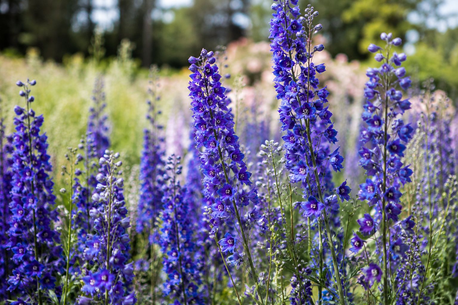 Larkspur field