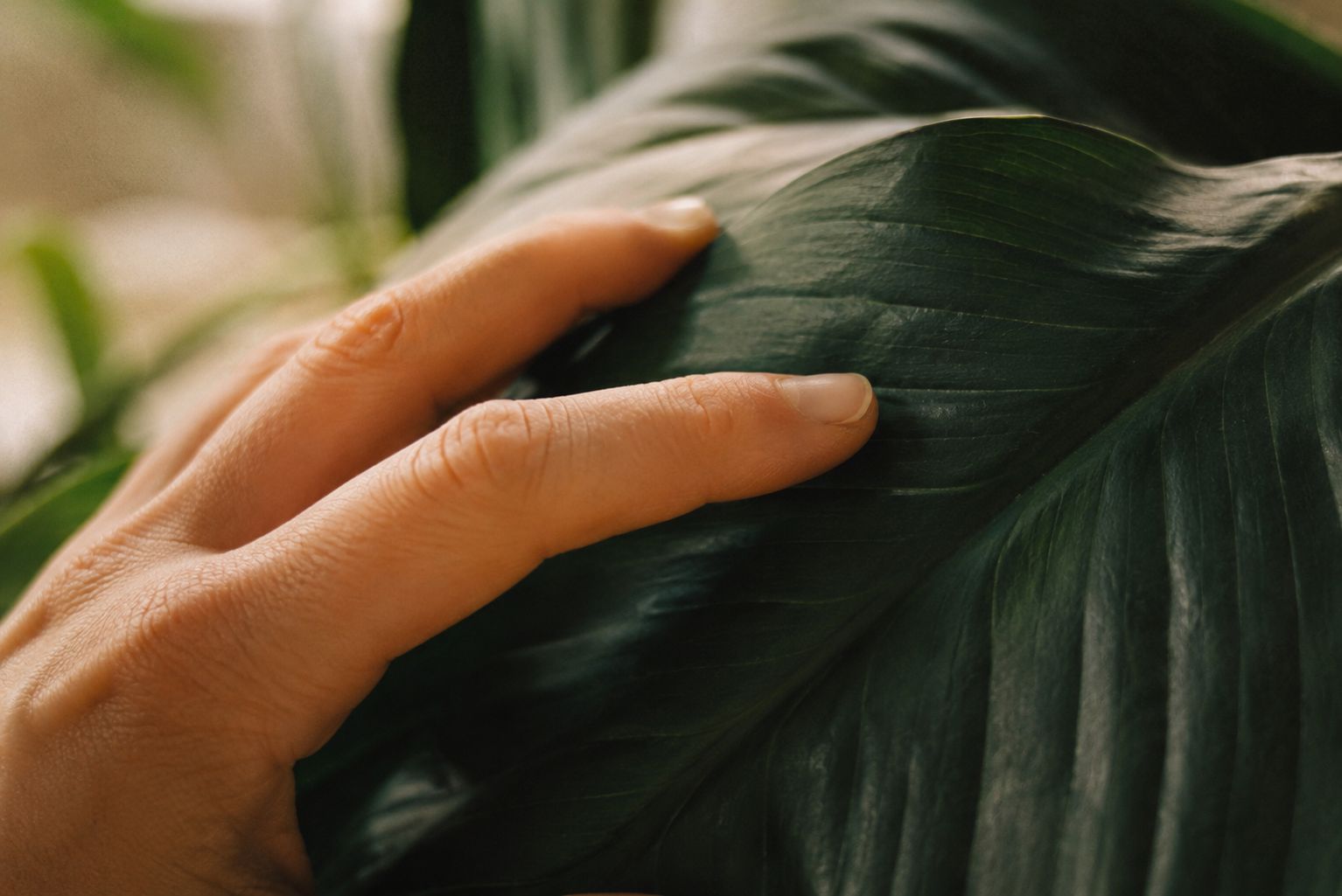 A close-up of a human hand gently resting on the broad leaf of a large indoor plant, soft natural light, shallow depth of field, warm tones, intimate and quiet, documentary photography