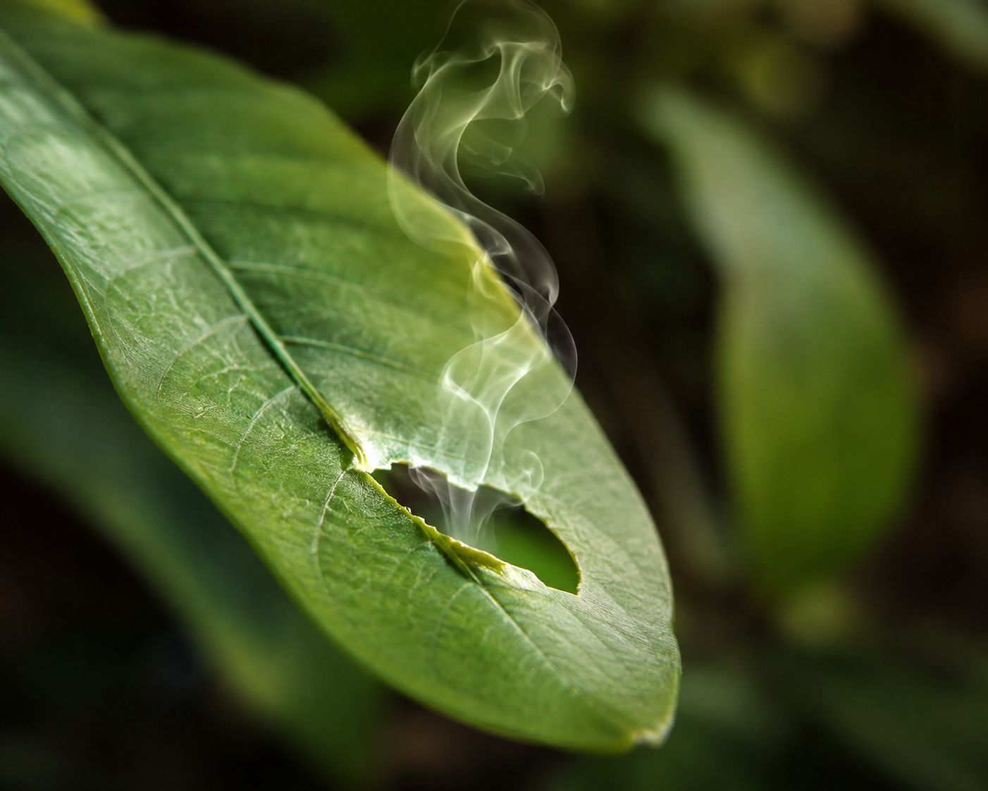 Damaged leaf releasing signal