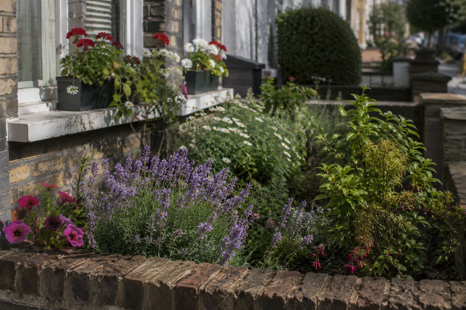 A small front garden with several plants in bloom — lavender, petunias, simple green shrubs — outside a modest row house. Quiet, unpretentious, everyday. Documentary photography, natural light.