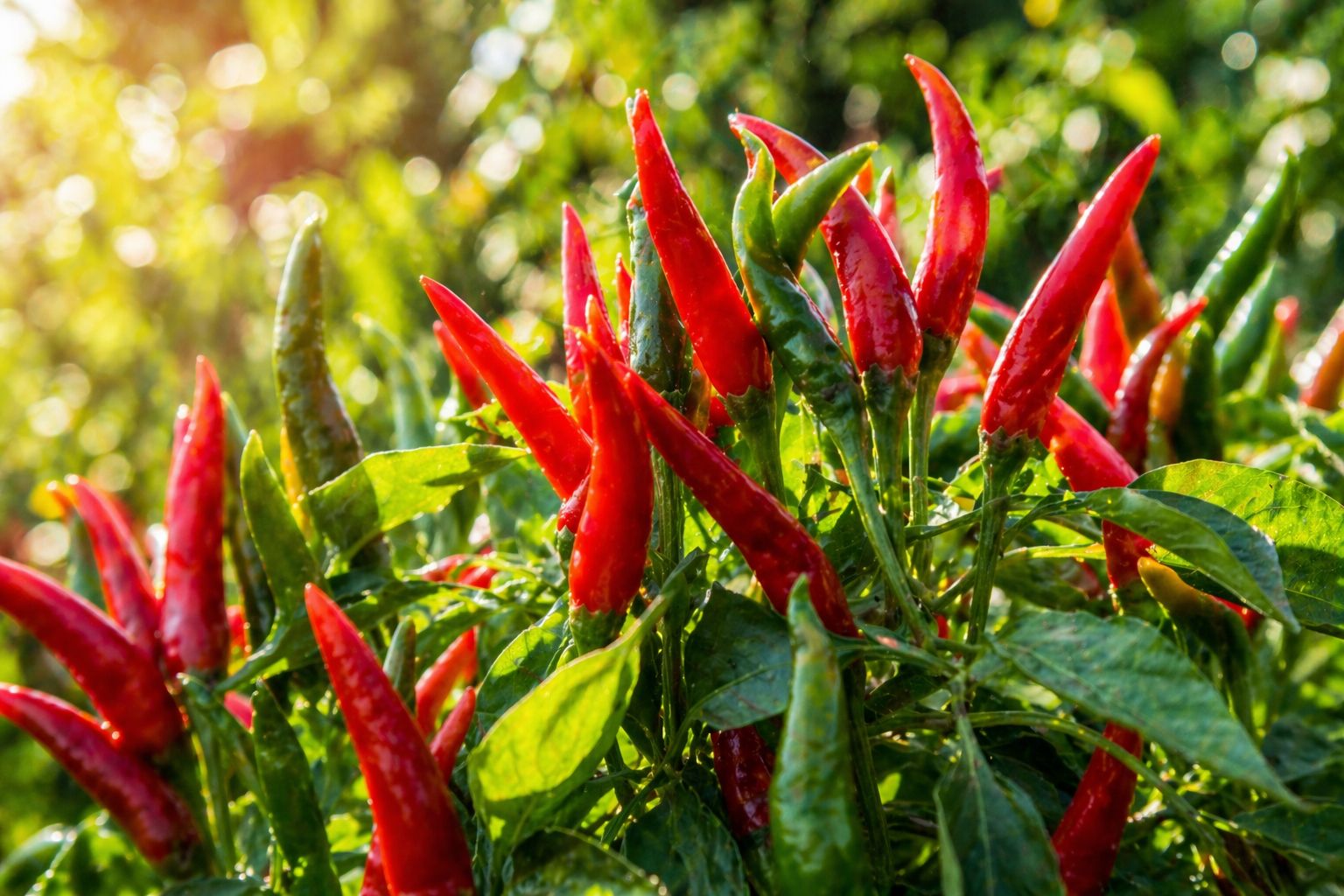 Chili Plant