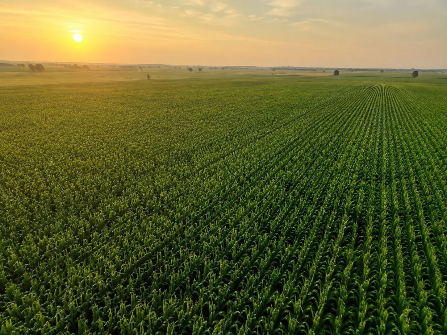 Four Companies Control the Seeds That Feed the World — And the Government Just Admitted It's a Problem