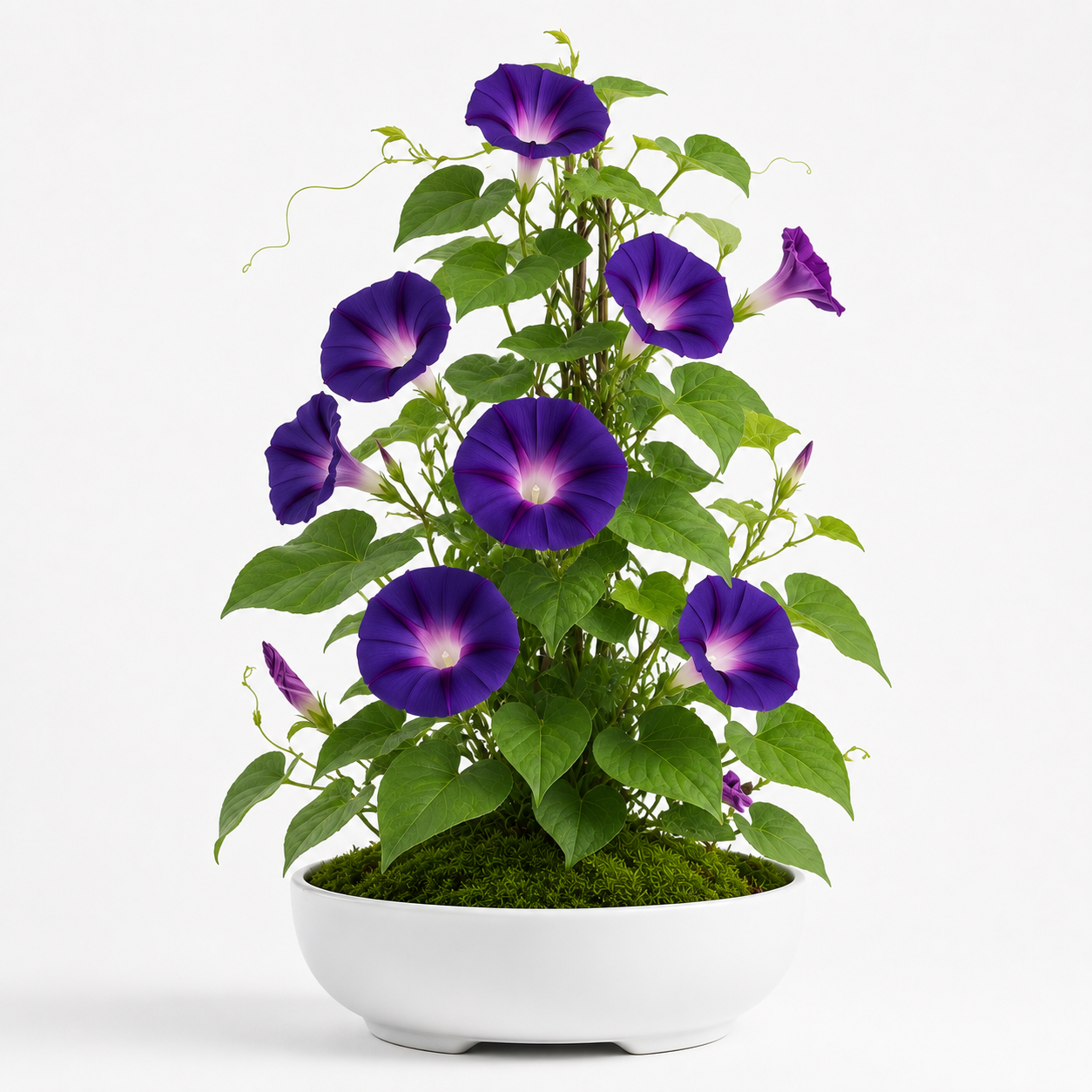 Japanese Morning Glory
