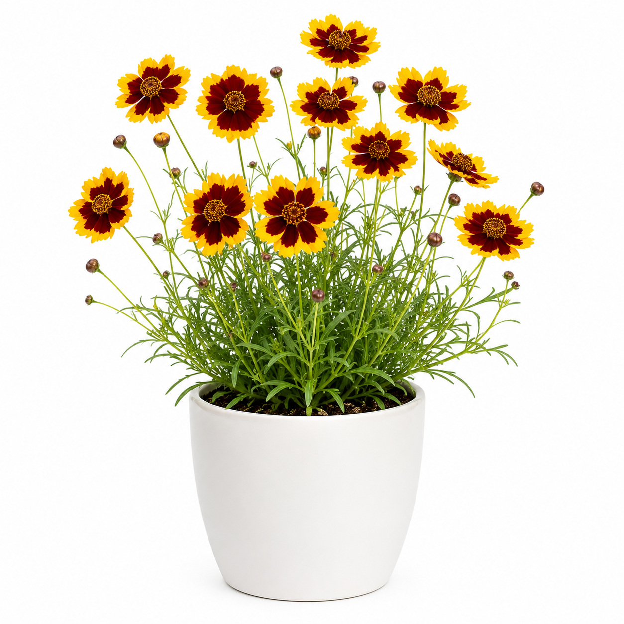 Calliopsis